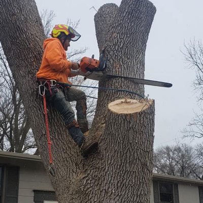 man in tree cutting stump service
