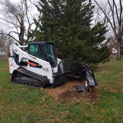 tree removal service shredding